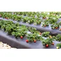 Agricultural Plastic Mulch Invernadero Plastic Film Mulching